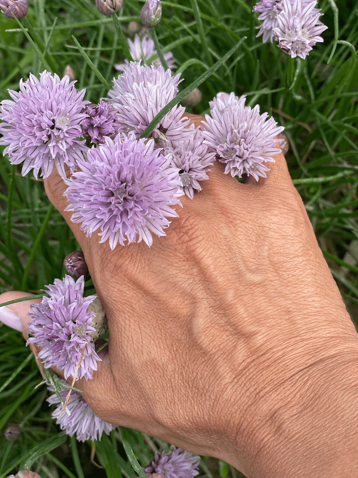 Hand holding purple chive flowers with green grass in the background.